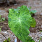 Image of Colocasia esculenta  (L.) Schott.