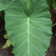 Image of Colocasia gigantea  (Blume) Hook. f..