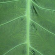 Image of Colocasia gigantea  (Blume) Hook. f..