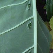 Image of Colocasia gigantea  (Blume) Hook. f..