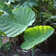 Image of Colocasia gigantea  (Blume) Hook. f..