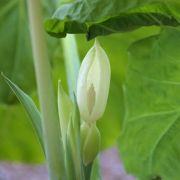 Image of Colocasia gigantea  (Blume) Hook. f..