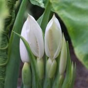 Image of Colocasia gigantea  (Blume) Hook. f..