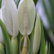 Image of Colocasia gigantea  (Blume) Hook. f..