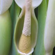 Image of Colocasia gigantea  (Blume) Hook. f..