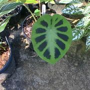 Image of Colocasia heterochroma  H. Li & Z.X. Wei.