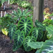 Image of Colocasia heterochroma  H. Li & Z.X. Wei.