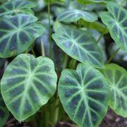 Image of Colocasia heterochroma  H. Li & Z.X. Wei.