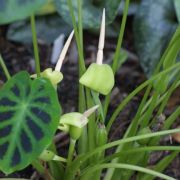 Image of Colocasia heterochroma  H. Li & Z.X. Wei.