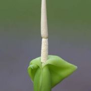 Image of Colocasia heterochroma  H. Li & Z.X. Wei.