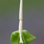 Image of Colocasia heterochroma  H. Li & Z.X. Wei.