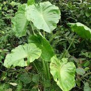 Image of Colocasia oresbia  A. Hay.