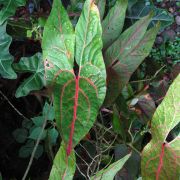 Image of Cyrtosperma johnstonii  N.E. Br..