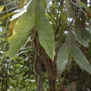 Image of Cyrtosperma johnstonii  N.E. Br..