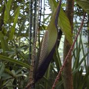 Image of Cyrtosperma johnstonii  N.E. Br..