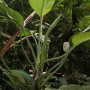 Image of Dieffenbachia killipii  Croat.