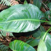 Image of Dieffenbachia wendlandii  Schott.