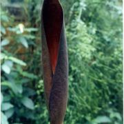 Image of Dracontium spruceanum  (Schott) G. Zhu.