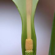 Image of Dracunculus canariensis  Kunth.