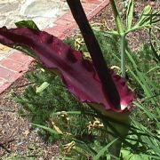 Image of Dracunculus vulgaris  Schott.