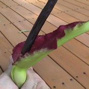 Image of Dracunculus vulgaris  Schott.