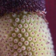 Image of Dracunculus vulgaris  Schott.