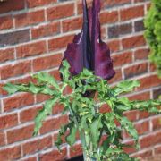 Image of Dracunculus vulgaris  Schott.