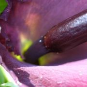 Image of Dracunculus vulgaris  Schott.