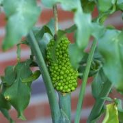 Image of Dracunculus vulgaris  Schott.