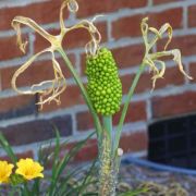 Image of Dracunculus vulgaris  Schott.