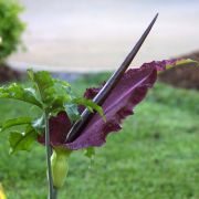 Image of Dracunculus vulgaris  Schott.