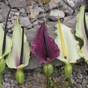 Image of Dracunculus vulgaris  Schott.