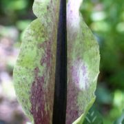 Image of Dracunculus vulgaris  Schott.