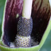 Image of Dracunculus vulgaris  Schott.