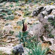 Image of Dracunculus vulgaris  Schott.