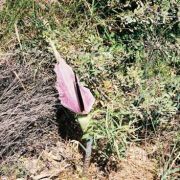 Image of Dracunculus vulgaris  Schott.