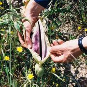 Image of Dracunculus vulgaris  Schott.