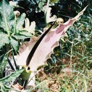 Image of Dracunculus vulgaris  Schott.