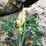 Image of Dracunculus vulgaris  Schott.