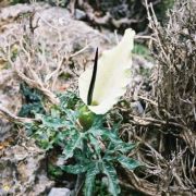 Image of Dracunculus vulgaris  Schott.