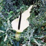 Image of Dracunculus vulgaris  Schott.