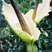 Image of Dracunculus vulgaris  Schott.