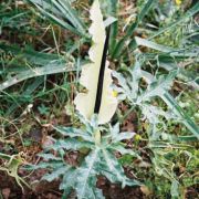 Image of Dracunculus vulgaris  Schott.