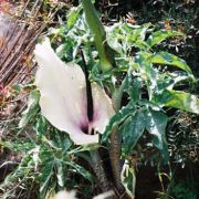 Image of Dracunculus vulgaris  Schott.