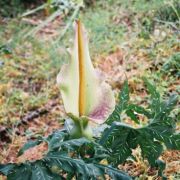 Image of Dracunculus vulgaris  Schott.