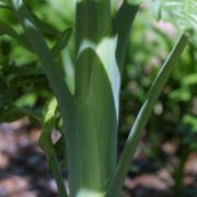 Image of Dracunculus vulgaris  Schott.