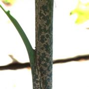 Image of Dracunculus vulgaris  Schott.