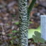 Image of Dracunculus vulgaris  Schott.