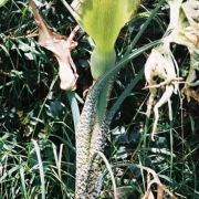 Image of Dracunculus vulgaris  Schott.