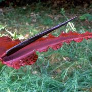 Image of Dracunculus vulgaris  Schott.